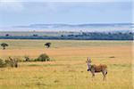 Éland, Masai Mara National Reserve, Kenya