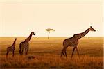 Masai Giraffen, Masai Mara National Reserve, Kenia