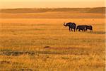 Éléphants d'Afrique Bush, Masai Mara National Reserve, Kenya