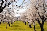 Almond orchard in bloom