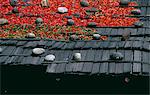 A local shopkeeper dries Red chillies on the roof of his house, one of the most common sights in Bhutan.Paro is Bhutan's second largest town.The western end of the Paro valley is only 20 kms from the Tibetan border and for centuries it has been the first point of entry into Bhutan for Tibetans.