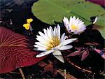 Waterlilies grow abundantly in the myriad waterways of the Okavango delta.Fed by the Okavango River, which rises in Angola, the Okavango swamp covers an area of 6,500 square miles and is a haven for wildlife