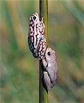 A male and female painted reed frog cling to a reed in one of the myriad waterways of the Okavango delta. Fed by the Okavango River, which rises in Angola, the Okovango swamp covers an area of 6,500 square miles and is a haven for wildlife.