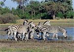 Zebra with a distinctive shadow stripe pattern drink at the edge of the Okavango swamp in the Moremi Wildlife Reserve.Moremi is the only area of the Okavango Delta accessible by motor vehicle.