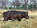 Un hippopotame solitaire avec accompagnateur nidification facturées rouge, ou oiseaux de la tique, fait paître près du bord du marais Okavango dans la réserve de faune de Moremi. Cet hippopotame a des entailles sur le côté qui sont probablement le résultat d'une dispute territoriale avec hippo un autre.