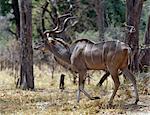 Eine herrliche große Kudu gekennzeichnet durch die Seitenstreifen auf sein Fell graubraun und doppelte spiralförmig Korkenzieher Hörner, Mischungen in seine Umgebung in einem Waldgebiet des Moremi Wildlife Reserve.