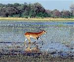 Un mâle cobes rouge traverse l'eau peu profonde au bord du marais Okavango dans l'eau de Reserve.These de la faune de Moremi aimantes antilopes ont écartés des sabots, qui sont idéales pour les limites dans l'eau et la boue.Ils ont les manteaux rouges shaggy chesnut et lyre fine en forme de cornes.