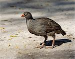 Francolin à bec rouge, dans la réserve de faune de Moremi. Seuls les mâles de cette espèce commune des pays secs ont éperons Moremi incorpore des chefs de l'île et a été la première réserve en Afrique à être créé par les indigènes africains.