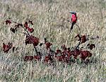 A Carmine Bee eater in the Moremi Wildlife Reserve. This unmistakable bird is one of the most beautiful members of its family.Moremi incorporates Chiefs Island and was the first reserve in Africa to be created by indigenous Africans.