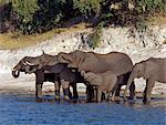 Éléphants boivent à la rivière Chobe en fin d'après-midi.Éléphants peuvent passer plusieurs jours sans eau, mais boire et se baigner tous les jours par choix.Durant la saison sèche, quand tous les trous d'eau saisonniers et casseroles ont séché, des milliers d'animaux sauvages convergent sur la rivière Chobe, à la frontière entre le Botswana et la Namibie.