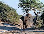 Elephants approach the Chobe River in the late afternoon.Elephants can go several days without water but drink and bathe daily by choice.In the dry season when all the seasonal waterholes and pans have dried, thousands of wild animals converge on the Chobe River, the boundary between Botswana and Namibia.