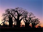 Un ciel de l'aube silhouettes un bosquet spectaculaire de baobabs antique, appelée Baines Baobabs, qui est perché sur le bord oriental de la Kudiakam Pan dans le Parc National de Nxai Pan.