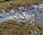 Red Lechwe rush across a shallow tributary of the Okavango River in the Okavango Delta of northwest Botswana.These heavily built antelopes inhabit swamps and shallow floodplains for which their splayed, elongated hooves are ideally suited.