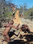 Chasseurs-cueilleurs NIIS s'apprêtent à tuer un porc-épic dans son terrier sous une termitière.Les NIIS font partie du peuple San, souvent appelé comme Bushmen.They diffèrent par l'apparence du reste de l'Afrique noire peau jaunâtre et légèrement désossées, maigre et musclé.