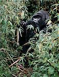The beautiful montane forest ecosystem of the Virunga Volcanoes is the habitat of one of natures rarest large mammals, the mountain gorilla, which lives in forests between 9,000 and 11,000 feet.