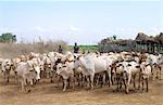 Cattle are driven into a Dassanech village on the banks of the Omo River.The Dassanech speak a language of Eastern Cushitic origin.They live in the Omo Delta and they practice animal husbandry and fishing as well as agriculture.