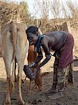 A Dassanech woman milks her familys cattle in the early morning.The Dassanech speak a language of Eastern Cushitic origin.They live in the Omo Delta and they practice animal husbandry and fishing as well as agriculture.