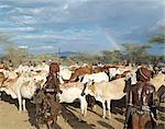 Hamar women dance around cattle at a Jumping of the Bull ceremony as a rainbow gives colour to a threatening sky overhead.The Hamar are semi nomadic pastoralists of Southwest Ethiopia whose women wear striking traditional dress and style their red ochre hair mop fashion.The phallic protrusion of the women's chokers denote they are their husbands first wives.The Jumping of the Bull ceremony is a ri