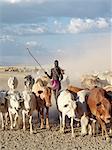 Sehr hoch, bewaffnet Nyangatom Hirte-Laufwerke, die Rinder durch trockenen, staubigen Land zu Wasser auf den Omo dem Nyangatom sind einer der größten Stämme und wohl die meisten kriegerischen Menschen leben entlang des Omo-Flusses im Südwesten Äthiopiens.