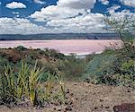 Lake Magadi, an alkaline lake of the Rift Valley system, is situated in a vey hot region of southern Kenya. The pink tinged mineral encrustations are mined for a variety of commercial uses and are continually replenished from underground springs.Wild sisal, sansevieria, flourishes in poor soil in the foreground of the picture while the Nguruman Escarpment dominates the landscape in the far distanc