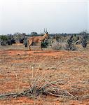 Un garrot ou chasseurs bubale surveille depuis une termitière dans la garrigue de Kenyas Tsavo East National Park. Cette antilope est classée par l'UICN comme espèce menacée, mais il est plus susceptibles d'être en danger de disparition imminente en raison de la longue étirée de troubles en Somalie, guerre qui a été son habitat principal.