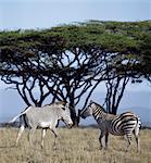 A common or Burchells zebra stands close to a Grevys zebra in Northern Kenya, clearly showing the difference between the two species. The Grevys zebra is the most northerly representative of the zebra family, it is listed by IUCN as an endangered species.