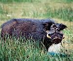 A giant hog, or forest hog, in the Salient of the Aberdare National Park. Only discovered for science a hundred years ago, these heavily built, long haired hogs frequent upland forested areas and are rarely seen.Mature males weigh 100lb more than females.