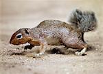 An unstriped ground squirrel.Unlike other members of the squirrel family, ground squirrels rarely climb trees.They frequently stand upright to get a better view of their surroundings but in times of danger they bolt for their burrows.