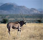Un beisa oryx en pays de gommage thorn arides, ce qui est typique du Nord marques de Kenya.The distinctives et cornes droites de ces antilopes fines les distinguent des autres animaux de la plaine nordique.Ils vivent dans les zones arides, se nourrissant d'herbe et de parcourir.Leur capacité à rester sans eau est supérieure à celle du chameau.Exceptionnellement, les cornes femelles sont plus longues que celles des mâles.