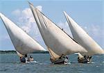 Dhows sailing off Lamu Island.Dhow or Dau is the colloquial word used by most visitors for the wooden sailing ships of the East African coast although in reality a dhow is a much larger ocean going vessel than either the medium sized Jahazi or smaller mashua fishing boats that are commonly seen at Lamu.