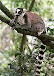 Un Lémurien anneau à queue dans le Canyon des makis, Parc National d'Isalo. Parc National d'Isalo situé chez les bovins qui possède le pays Bara du sud de Madagascar, est apprécié pour ses canyons sculptés, piscine naturelle, plantes endémiques rares et de beaux lémuriens.Lémuriens appartiennent à un groupe de primates appelé les prosimiens, c'est-à-dire avant les singes.
