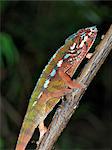 Un sp.chameleon.Madagascar de furcifer coloré est synonyme de ces reptiles de monde ancien magnifique.Deux tiers de toutes les espèces sont originaires de l'île, au quatrième rang dans le monde.Une capacité de caméléons à changer de couleur et de faire pivoter ses yeux 180 degrés en fait un reptile d'une grande fascination.