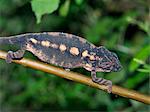 Madagaskar, Madagaskar Ost, A Furcifer sp.chameleon. Madagaskar ist ein Synonym für diese herrlichen alten Reptilien der Welt.Zwei Drittel aller bekannten Arten sind auf der Insel, die viertgrößte der Welt heimisch.Eine Fähigkeit Chamäleons ändern Farbe und Schwenken ihren Augen 180 Grad macht es ein Reptil erhebliche Faszination.