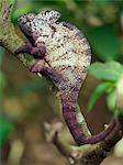 A giant oustaleti sp.chameleon. Madagascar is synonymous with these magnificent old world reptiles.Two thirds of all known species are native to the island, the fourth largest in the world.A chameleons ability to change colour and swivel its eyes 180 degrees makes it a reptile of considerable fascination.