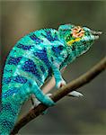 A magnificent panther chameleon.Madagascar is synonymous with these magnificent old world reptiles.Two thirds of all known species are native to the island, the fourth largest in the world.A chameleons ability to change colour and swivel its eyes 180 degrees makes it a reptile of considerable fascination.