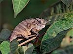 An unusual one horned chameleon.Madagascar is synonymous with these magnificent old world reptiles.Two thirds of all known species are native to the island, the fourth largest in the world.A chameleons ability to change colour and swivel its eyes 180 degrees makes it a reptile of considerable fascination.