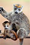 Male crowned lemurs  near Antsiranana .These lemurs are only found in Northern Madagascar.Lemurs belong to a group of primates called the prosimians, meaning before monkeys.Everywhere in the world except Madagascar, monkeys replaced them 35 million years ago.