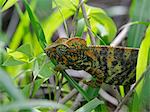 A female chameleon. Madagascar is synonymous with these magnificent old world reptiles.Two thirds of all known species are native to the island, the fourth largest in the world.A chameleons ability to change colour and swivel its eyes 180 degrees makes it a reptile of considerable fascination.