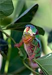 Un caméléon panthère mâle en couleurs non reproducteurs.Madagascar est synonyme de ces reptiles de monde ancien magnifique.Deux tiers de toutes les espèces sont originaires de l'île, au quatrième rang dans le monde.Une capacité de caméléons à changer de couleur et de faire pivoter ses yeux 180 degrés en fait un reptile d'une grande fascination.