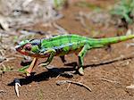 A male panther chameleon in non breeding colours.Madagascar is synonymous with these magnificent old world reptiles.Two thirds of all known species are native to the island, the fourth largest in the world.A chameleons ability to change colour and swivel its eyes 180 degrees makes it a reptile of considerable fascination.