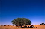 Niger, Tenere Desert.Resting sous un Acacia Tree.This est la plus grande aire protégée en Afrique, couvrant plus de 7,7 millions d'hectares.