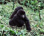 Baby mountain gorillas play in the Volcanoes National Park. They belong to the 36strong Susa group whose permanent territory lies high on Mount Karisoke. Susa is the second largest group of mountain gorillas in the world.