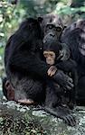 Les montagnes Mahale, situé sur un renflement le long de la rive orientale du lac Tanganyika, augmenter spectaculairement pieds 8 069. Les flancs des montagnes sont couvertes de forêt tropicale, où de nombreux arbres montrent une plus grande affinité pour des espèces ouest-africains que pour ceux de l'Afrique. Protégé par un parc national depuis 1980, les montagnes sont abrite l'une des plus importantes populations de chimpanzés sauvages gauche en Afri