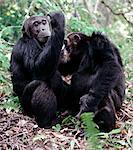 Adult chimps spend long hours each day removing flees from one another. The remote Mahale Mountains, located on a bulge along the eastern shores of Lake Tanganyika, rise spectacularly 8,069 feet. The mountain slopes are covered with rainforest, where many trees show a closer affinity to West African species than to those of East Africa. Protected as a national park since 1980, the mountains are ho