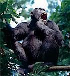 Adult chimp calling in the forest. The remote Mahale Mountains, located on a bulge along the eastern shores of Lake Tanganyika, rise spectacularly 8,069 feet. The mountain slopes are covered with rainforest, where many trees show a closer affinity to West African species than to those of East Africa. Protected as a national park since 1980, the mountains are home to one of the most important wild