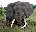 A fine bull elephant feeds along the rim of the world famous Ngorongoro Crater.The craters 102 square mile floor and the surrounding highlands are spectacular for wildlife.