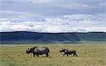 Une mère rhinocéros noir et la progéniture est éclipsé par leur environnement dans le monde célèbre cratère de Ngorongoro. Le plancher de 102 mètres carrés de cratères est spectaculaire pour la faune.
