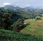 Le pays de la belle colline du sud-ouest de l'Ouganda et le Rwanda abrite l'une des plus fortes densités de population humaine en Afrique. Par conséquent, chaque centimètre carré de cette terre volcanique fertile est labouré et grossièrement en terrasses sur les pentes de la colline escarpée pour prévenir l'érosion.Doté de bonnes pluies, presque chaque culture concevable est cultivé.