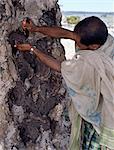 Arbres sang dragons sont endémiques à l'île de Socotra et s'épanouir au-dessus de 3 000 pieds.Hommes récoltent la résine rouge vif du sang Dragons arbre tous les trois ou quatre ans. Autrefois appelé cinabre indien, son utilisé comme colorant naturel.