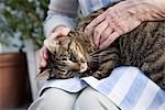 Une femme âgée scandinave coups de chat sur les genoux, Suède.